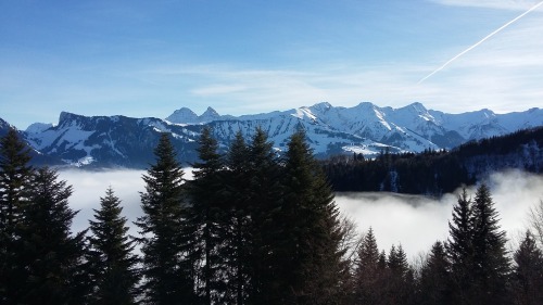 Image Les arbres et leurs secrets en hiver + macaronis de chalet à l'extérieur Image Les arbres et leurs secrets en hiver + macaronis de chalet à l'extérieur