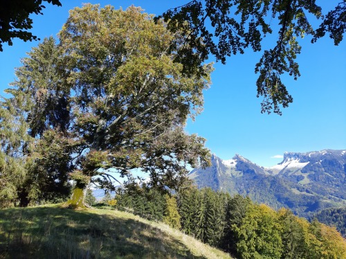 Image Les arbres et leurs secrets en automne Image Les arbres et leurs secrets en automne