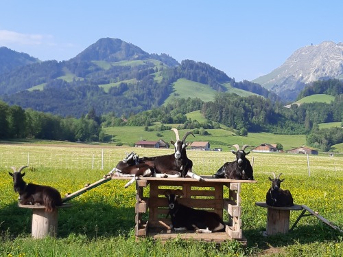 Image Possibilité de réserver une balade privée avec les chèvres - RESERVE