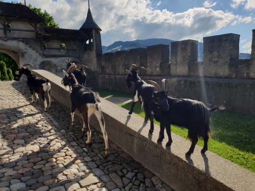 Image Possibilité de réserver une balade privée avec les chèvres