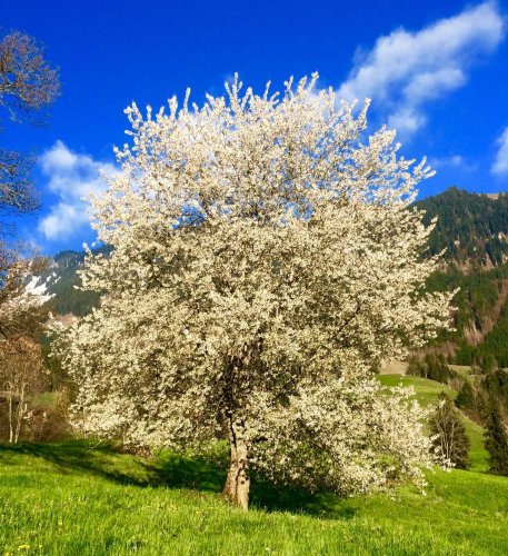 Image Les arbres et leurs secrets au printemps + méditation en plein air