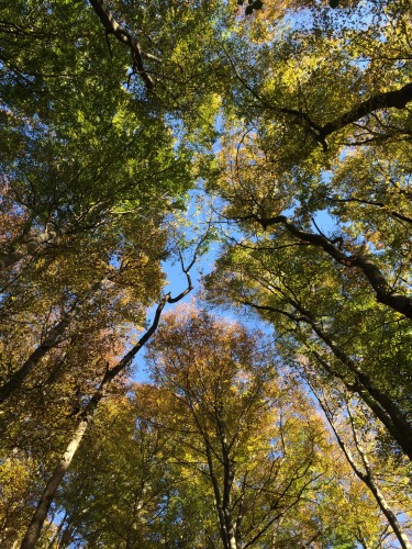 Image Les arbres et leurs secrets à La Berra