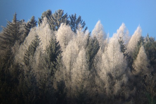 Image Les arbres et leurs secrets en hiver + macaronis de chalet à l'extérieur